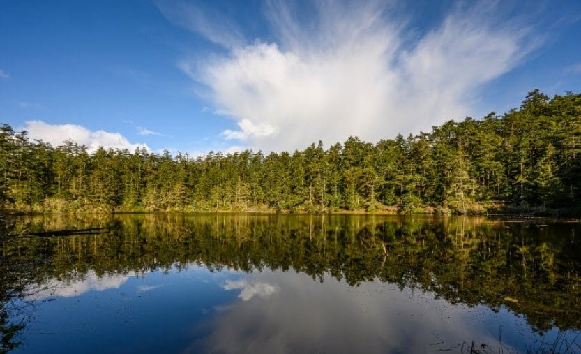 South Whidbey State Park, Washington, USA